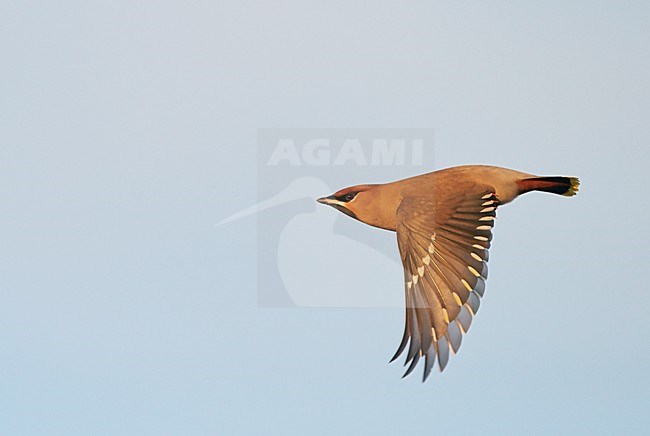 Pestvogel in vlucht, Bohemian Waxwing in flight stock-image by Agami/Markus Varesvuo,
