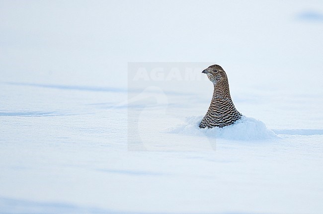 Black Grouse (Lyrurus tetrix) in snow covered taiga forest near Suomussalmi in Finland during a cold winter. stock-image by Agami/Markus Varesvuo,