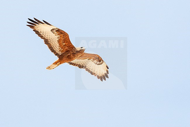 Dark rufous form Steppe Buzzard (Buteo buteo vulpinus) on migration over the Eilat Mountains, near Eilat, Israel stock-image by Agami/Marc Guyt,