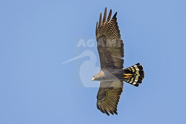 Zone-tailed Hawk, Buteo albonotatus, in Panama. stock-image by Agami/Pete Morris,