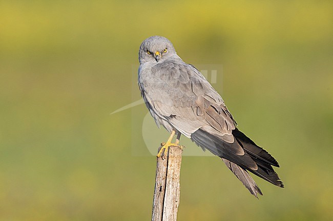 Montagu's Harrier (Circus pygargus), side view of an adult male perched on a post, Campania, Italy stock-image by Agami/Saverio Gatto,