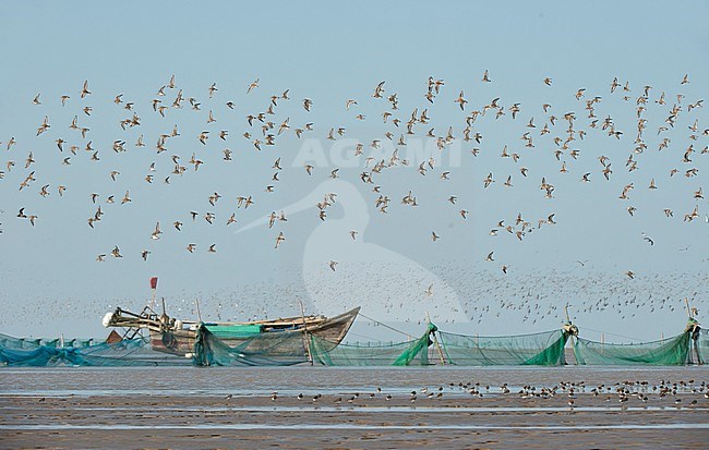Large of waders in flight over the coastal mud flats on the east coast of China. Important staging area for many threatened species along the east Asian flyway. stock-image by Agami/Dani Lopez-Velasco,