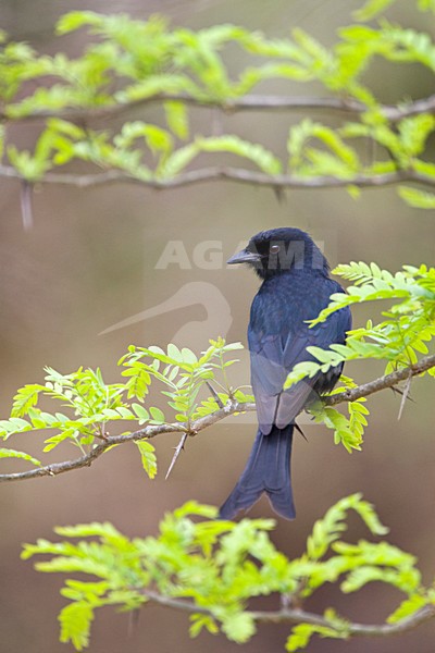 Fluweeldrongo, Fork-tailed Drongo, Dicrurus adsimilis stock-image by Agami/Marc Guyt,