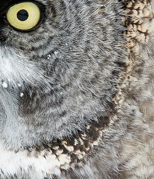 Closeup of the eye and part of the face of an adult Great Grey Owl (Strix nebulosa) wintering in cold taiga forest in northern Finland. stock-image by Agami/Markus Varesvuo,