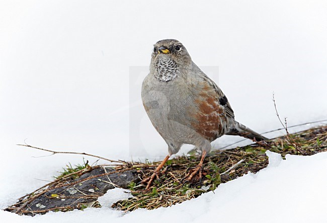 Alpenheggemus foeragerend in de sneeuw; Alpine Accentor foraging in snow stock-image by Agami/Markus Varesvuo,