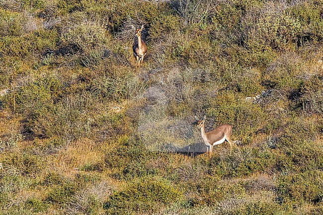 Mountain Gazella sitting in Lahav Reserve, Lahav, Israel. April 12, 2013. stock-image by Agami/Vincent Legrand,