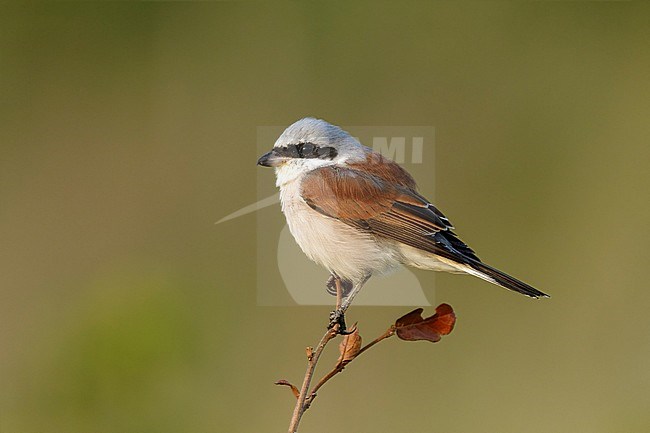 Grauwe Klauwier zittend op een takje, Red-backed Shrike sitting on a branche, stock-image by Agami/Walter Soestbergen,