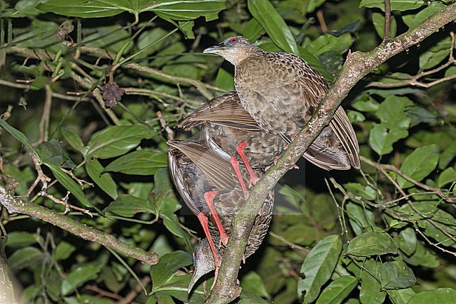 Family of Nkulengu Rails, Himantornis haematopus, roosting at night on a branch in Ghana. It is notoriously difficult to visually observe, preferring to hide. stock-image by Agami/Pete Morris,