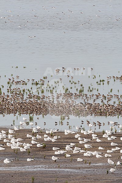 Grote groepen vogels in Westhoek; Bird flocks at Westhoek stock-image by Agami/Marc Guyt,