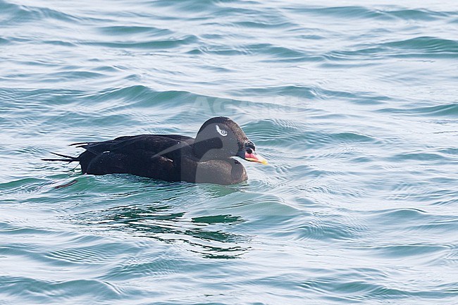 Stejneger's Scoter in Hokkaido, Japan stock-image by Agami/Stuart Price,