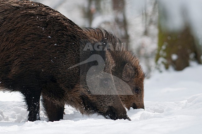Wild Zwijn in de winter; Wild Boar in winter stock-image by Agami/Han Bouwmeester,