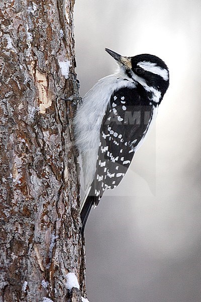 Adult female 
St. Louis Co., MN 
January 2005 stock-image by Agami/Brian E Small,