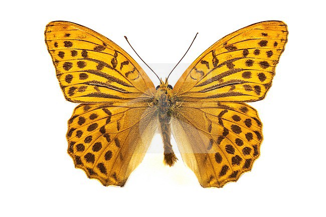 Silver-washed fritillary, Keizersmantel, Argynnis paphia stock-image by Agami/Wil Leurs,