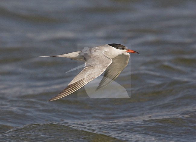 Vliegende Visdief; Flying Common tern stock-image by Agami/Arie Ouwerkerk,