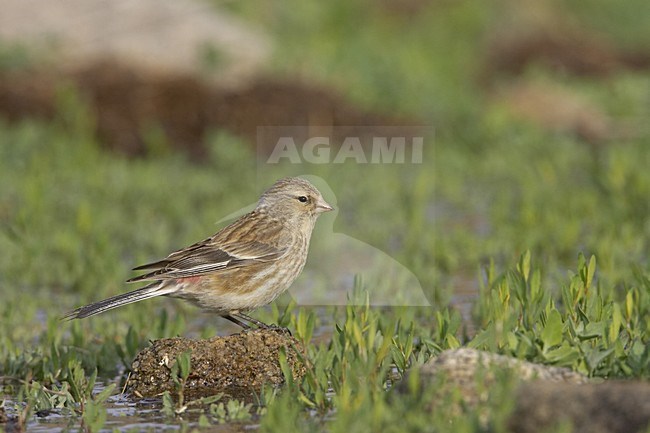Twite foraging on ground, Frater foeragerend op grond stock-image by Agami/Jari Peltomäki,