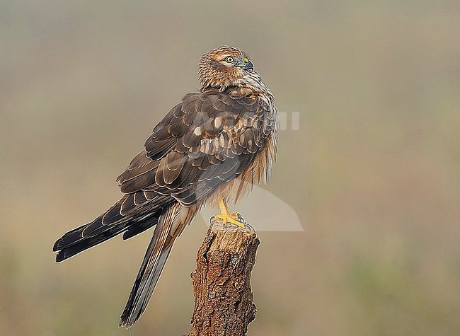 Wintering female Montagu's Harrier (Circus pygargus) in India. stock-image by Agami/Clement Francis,
