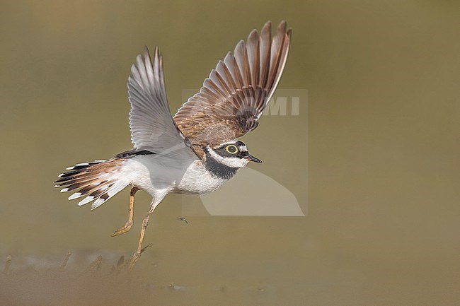Little Ringed Plover (Charadrius dubius) in Italy. stock-image by Agami/Daniele Occhiato,