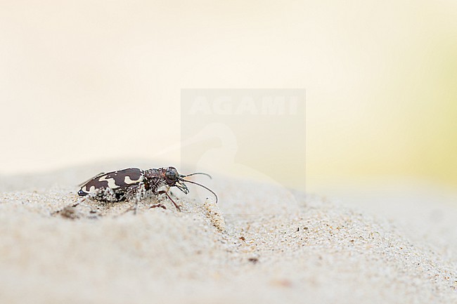 Cicindela maritima - Küsten-Sandlaufkäfer, Germany (Hamburg), imago stock-image by Agami/Ralph Martin,