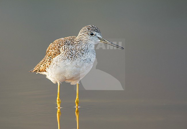 Lesser Yellowlegs (Tringa flavipes) standing in water, Cusco, Peru, South-America. stock-image by Agami/Steve Sánchez,