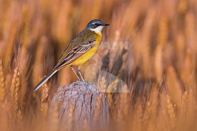 Male Ashy-headed Wagtail (Motacilla flava cinereocapilla) in Italy. Also known as White-throated Wagtail. stock-image by Agami/Daniele Occhiato,