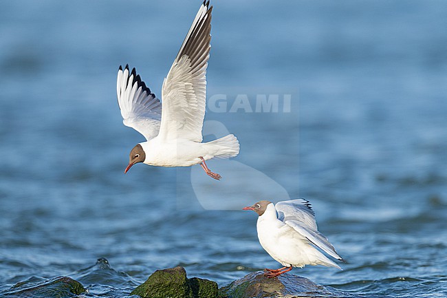  stock-image by Agami/Menno van Duijn,