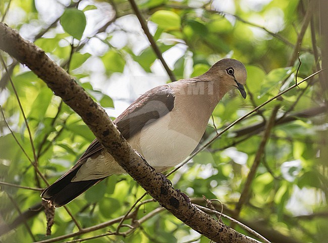Critically Endangered Grenada Dove (Leptotila wellsi) in dry woodland ecosystem on the Caribbean island of Grenada. stock-image by Agami/Pete Morris,
