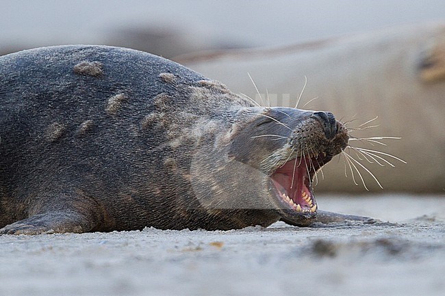 Grey Seal (Halichoerus grypus) resting on a German beach in the North Sea stock-image by Agami/Ralph Martin,
