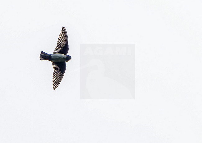 Nepal House Martin (Delichon nipalense) in Northeast India. stock-image by Agami/Dani Lopez-Velasco,