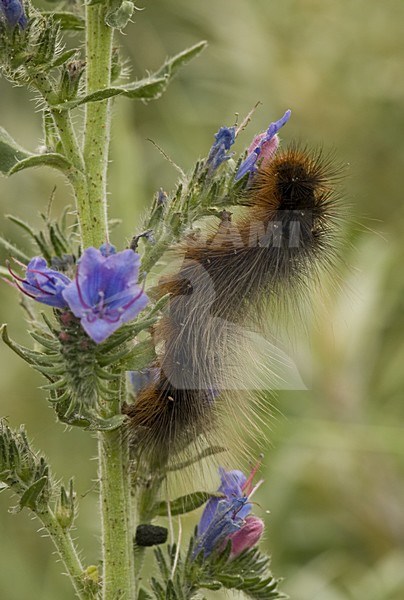 Caterpillar of Garden Tiger Netherlands, Rups van Grote Beer Nederland stock-image by Agami/Wil Leurs,