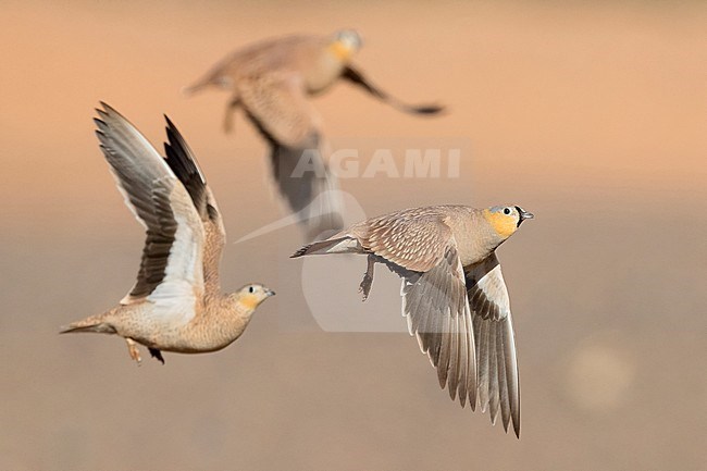 Crowned Sandrgouse (Pterocles coronatus), three adults in flight stock-image by Agami/Saverio Gatto,