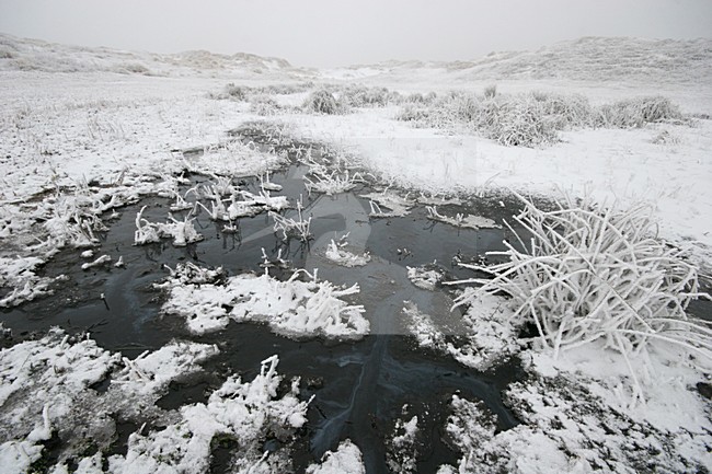 Winters duinlandschap in Berkheide; Berkheide in winter stock-image by Agami/Menno van Duijn,