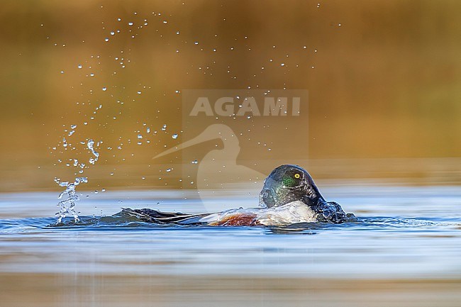 Male Northern Shoveler (Spatula clypeata) in Italy. Swimming on a lake. stock-image by Agami/Daniele Occhiato,
