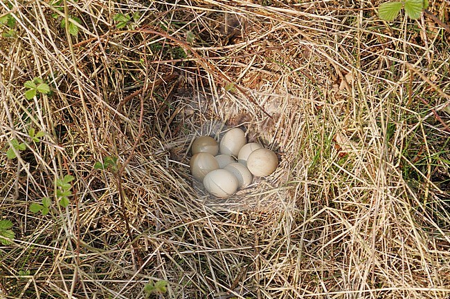 Common Pheasant (Phasianus colchicus) nest with 8 eggs in meadow at Agersø, Denmark stock-image by Agami/Helge Sorensen,