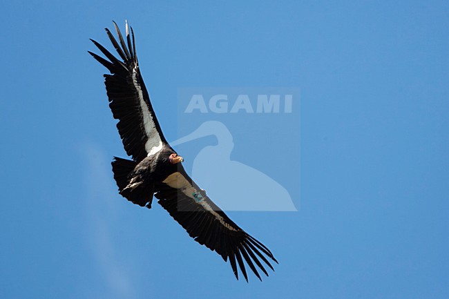 Californische Condor in de vlucht; Californian Condor in flight stock-image by Agami/Martijn Verdoes,