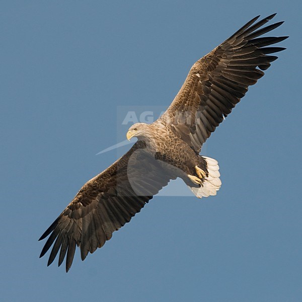 Volwassen Zeearend in de vlucht; Adult White-tailed Eagle in flight stock-image by Agami/Han Bouwmeester,