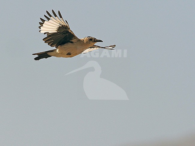 Henderson's Ground Jay (Podoces hendersoni) on Tibetan plateau, China. Also known as Mongolian ground jay. stock-image by Agami/James Eaton,