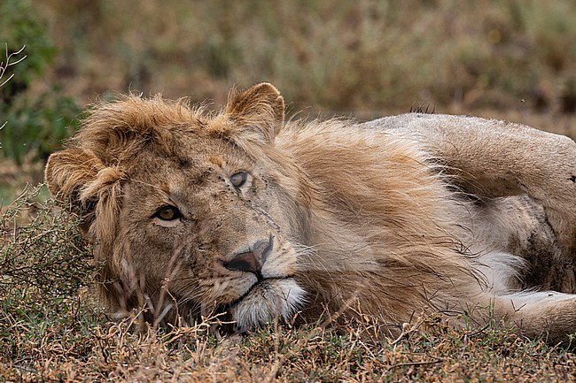 Portrait of a male lion, Panthera leo, resting. Ndutu, Ngorongoro Conservation Area, Tanzania. stock-image by Agami/Sergio Pitamitz,