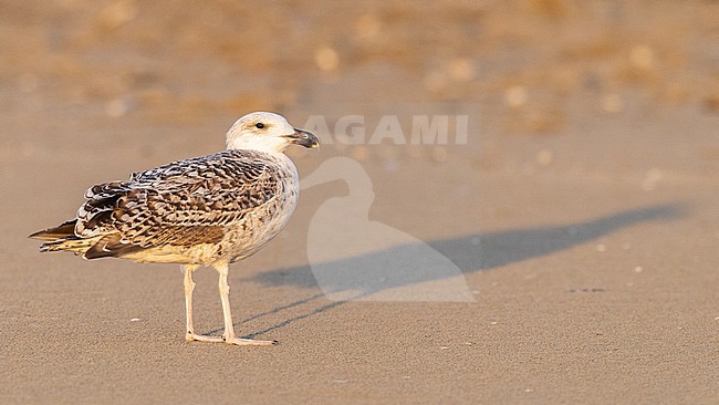  stock-image by Agami/Menno van Duijn,