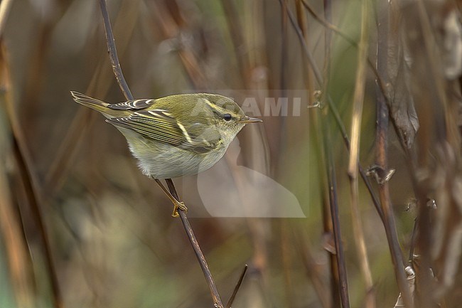 Yellow-browed Warbler (Phylloscopus inornatus), side view of a juvenile bird in autumn, Finland stock-image by Agami/Kari Eischer,