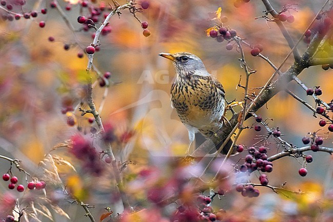 Fieldfare (Turdus pilaris) perched in a tree in Italy. stock-image by Agami/Daniele Occhiato,