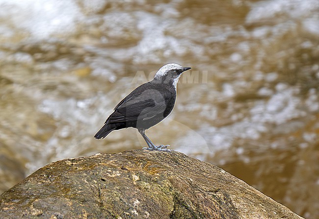 White-capped Dipper (Cinclus leucocephalus leucocephalus) adult perched on a rock  in a fast-flowing river stock-image by Agami/Andy & Gill Swash ,