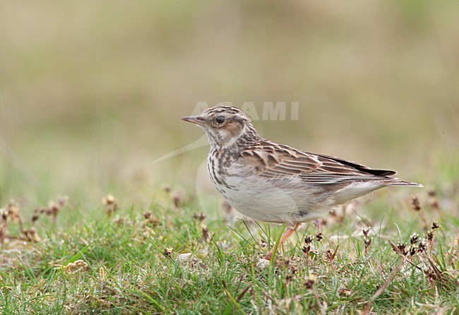 Boomleeuwerik zittend op de grond; Wood Lark perched on the ground stock-image by Agami/Ran Schols,