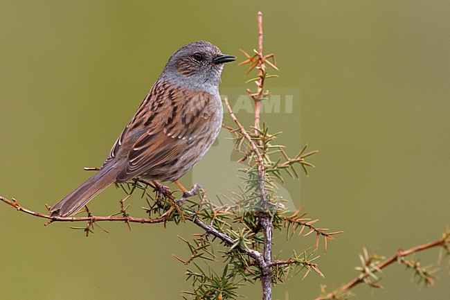 Heggenmus op takje; Dunnock on a branch stock-image by Agami/Daniele Occhiato,
