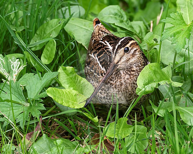 A Great Snipe giving rare close-up views in lush green grass along a ditch on the island of Texel stock-image by Agami/Jacob Garvelink,