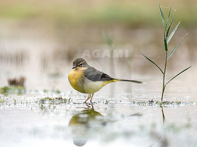 Grey Wagtail (Motacilla cinerea) perched in the water with reflection stock-image by Agami/Roy de Haas,
