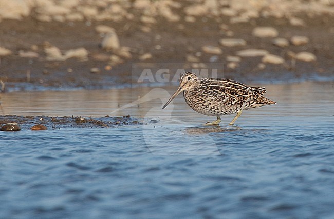 Great Snipe (Gallinago media) foraging in small lake in Limburg, Netherlands stock-image by Agami/Ran Schols,