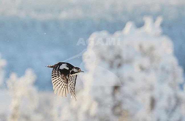 Great Spotted Woodpecker (Dendrocopus major) Kuusamo Finland february 2018. stock-image by Agami/Markus Varesvuo,