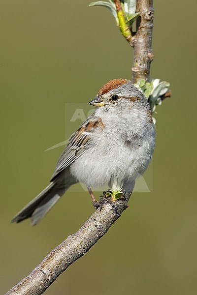 Adult breeding American Tree Sparrow (Passerella arborea)
Seward Peninsula, Alaska, USA
June 2018 stock-image by Agami/Brian E Small,