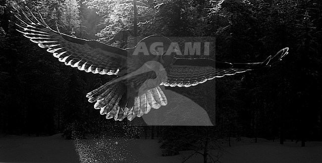 Hunting Great Grey Owl (Strix nebulosa), wintering in a cold taiga forest in northern Finland. stock-image by Agami/Markus Varesvuo,