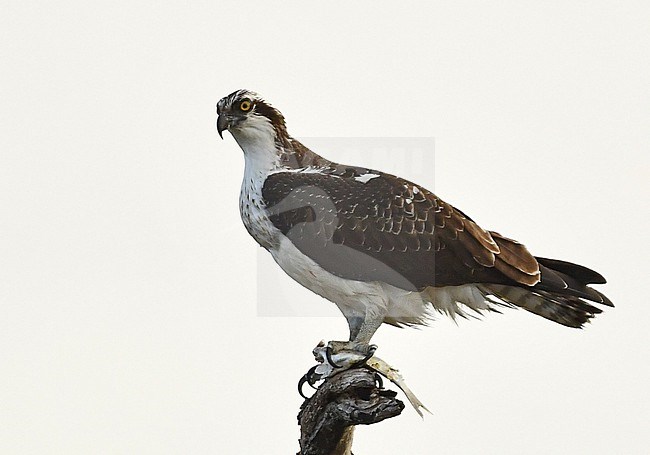 Osprey in Texas stock-image by Agami/Eduard Sangster,